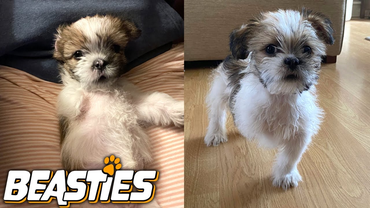This 3 Legged Puppy Can Do Anything | BEASTIES