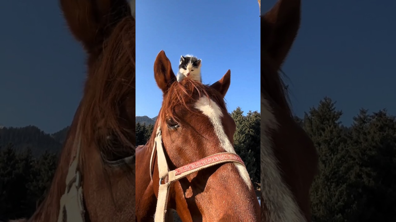 Cat with Other Animals 🐱🐶🐰 | Cute & Funny Animal Friends