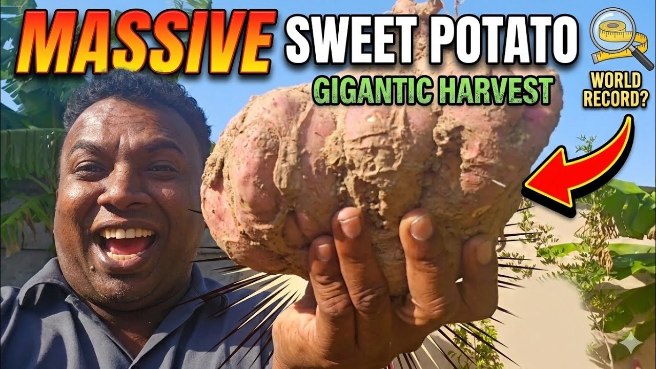 Big Sweet Potatoes From My Home Garden 