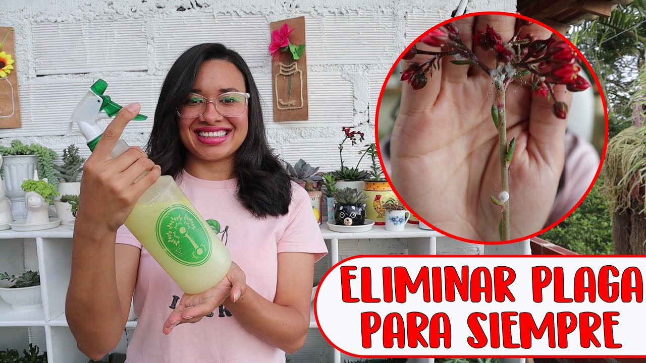 Cómo ELIMINAR COCHINILLA definitivamente│Candy Bu