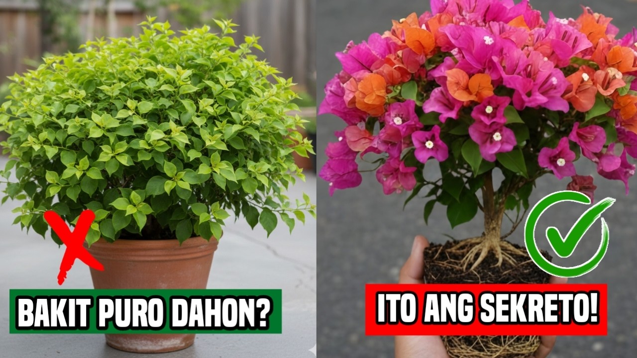 BAKIT PURO DAHON LANG? ANG SIKRETO NG MABULAKLAK NA BOUGAINVILLEA