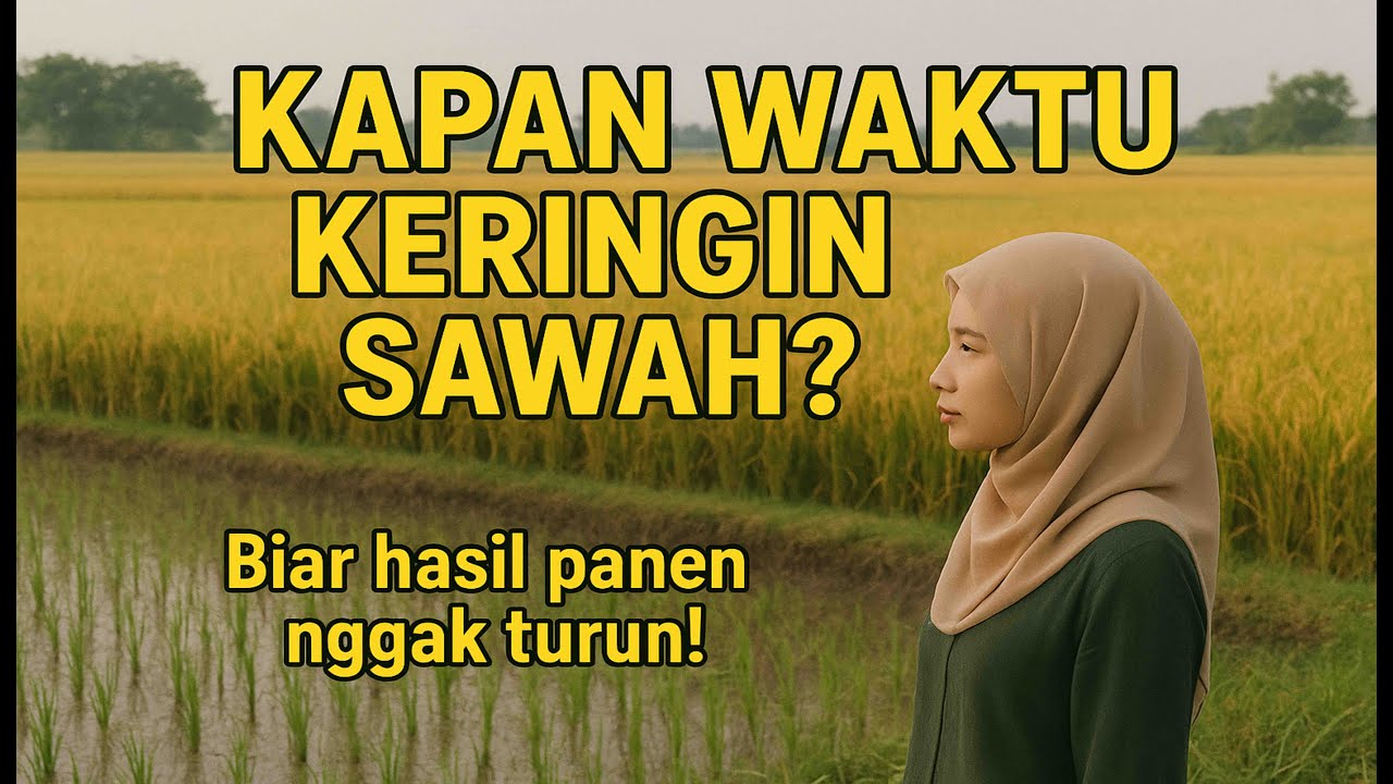👉 Cara Mengetahui Waktu Tepat Pengeringan Sawah!