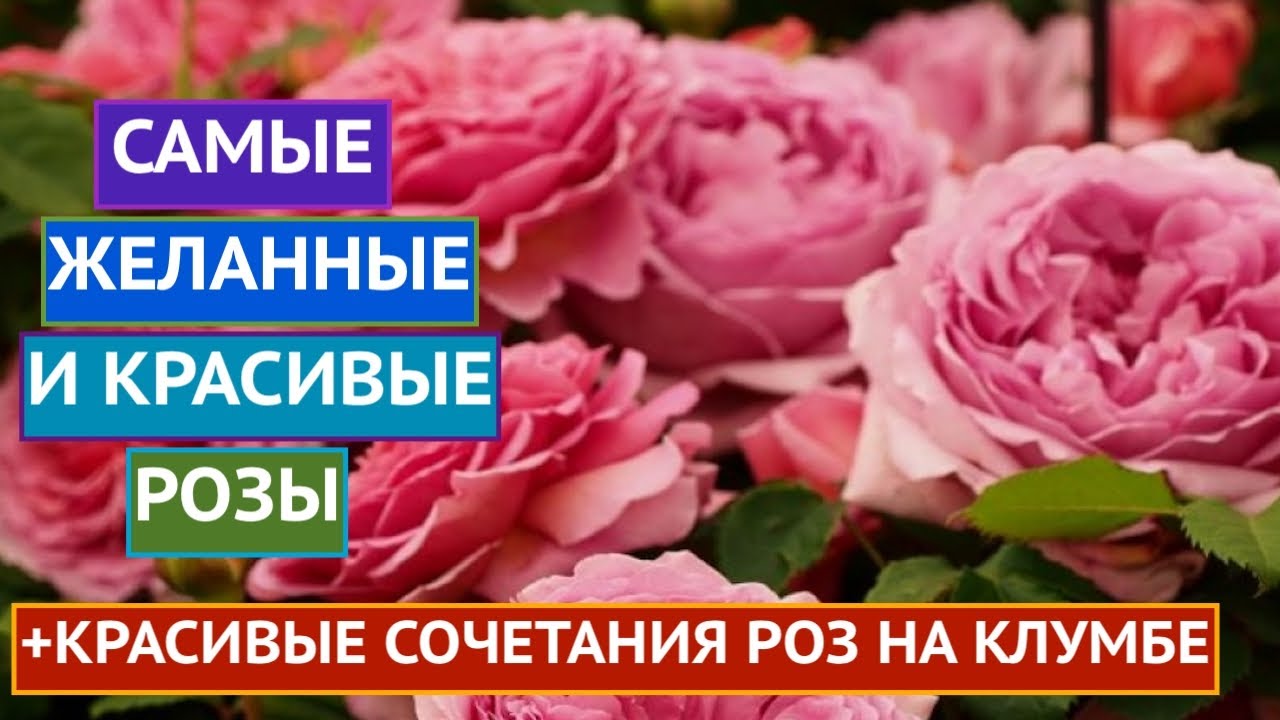 ОБ ЭТИХ РОЗАХ МЕЧТАЮТ ВСЕ! РАССКАЗЫВАЮ О САМЫХ РОСКОШНЫХ РОЗАХ В ВАШ САД!