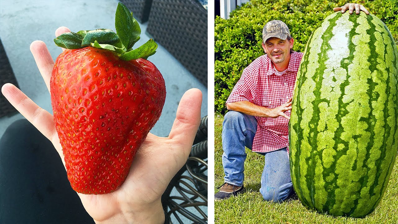10 Biggest Fruits And Vegetables That HOLD World Records