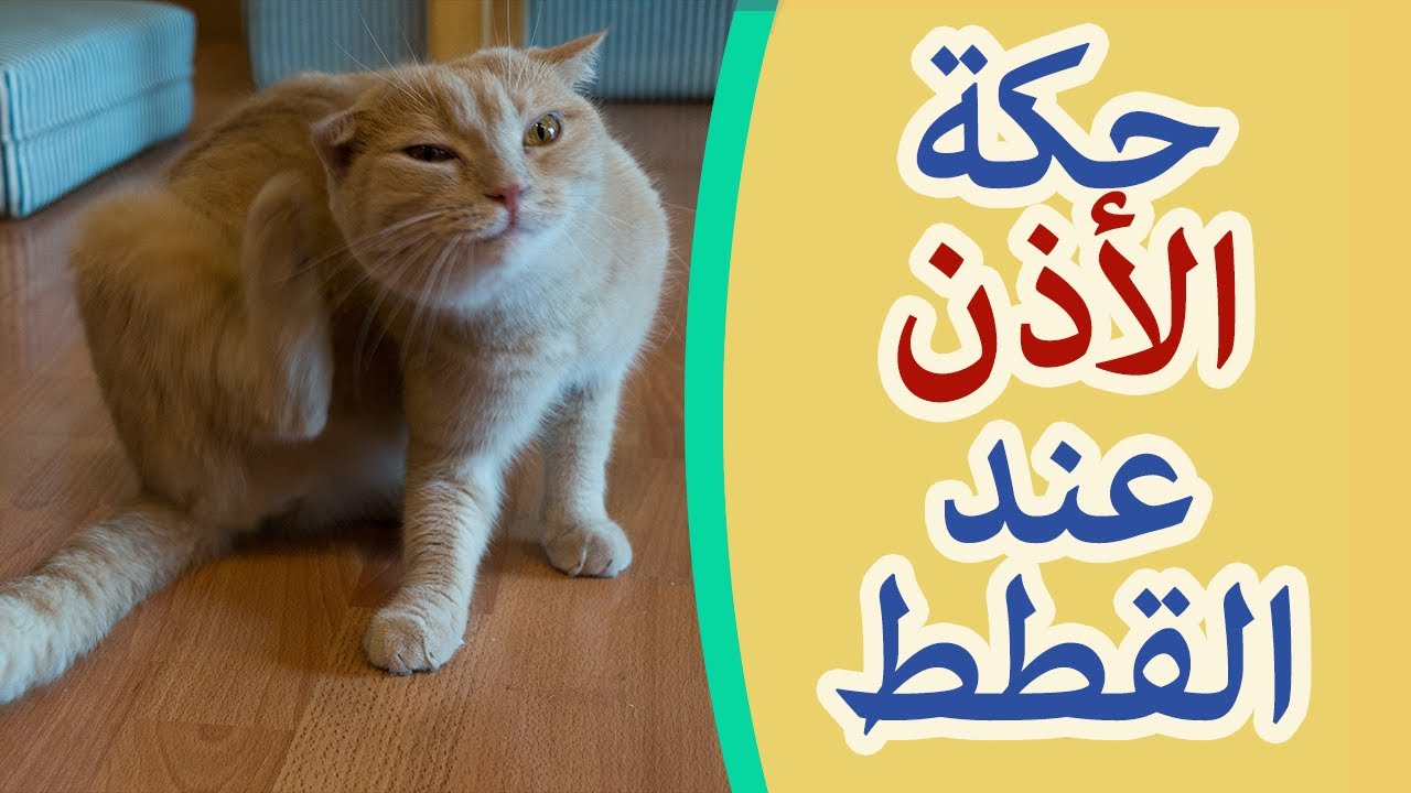 أسباب حك الاذن عند القطط و طريقة حماية القطة
