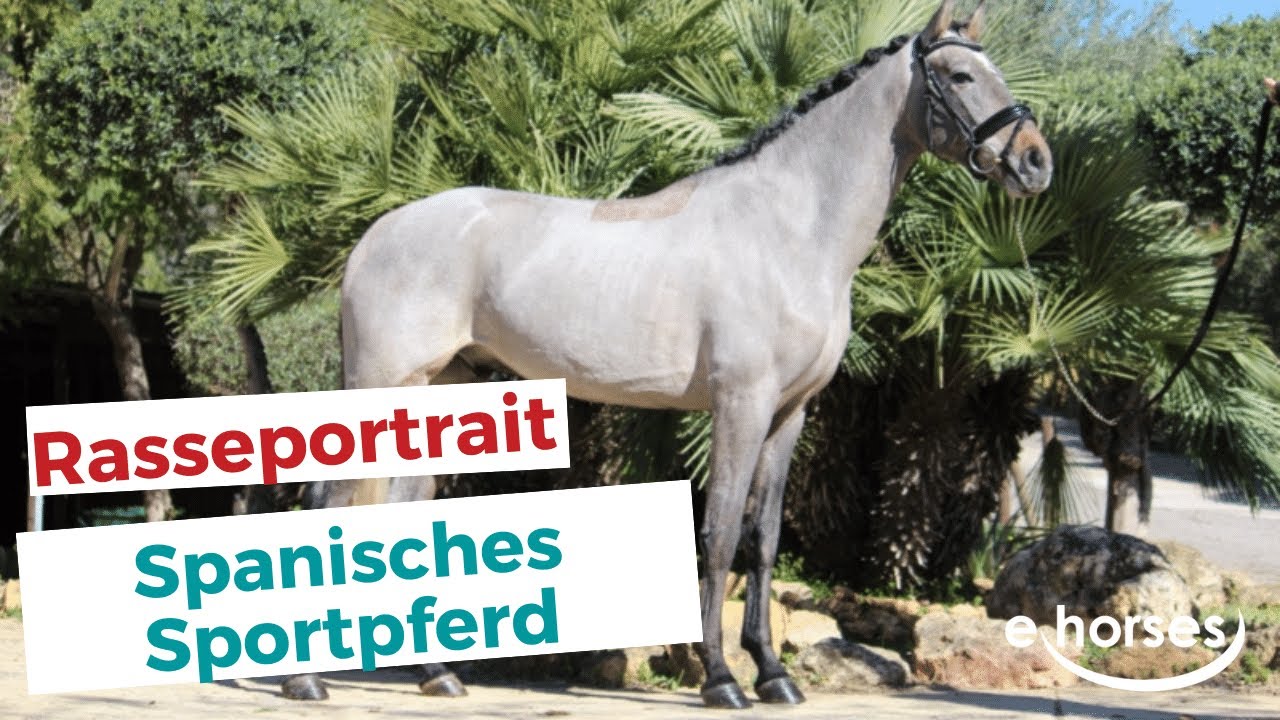 Das Spanische Sportpferd im Rasseportrait