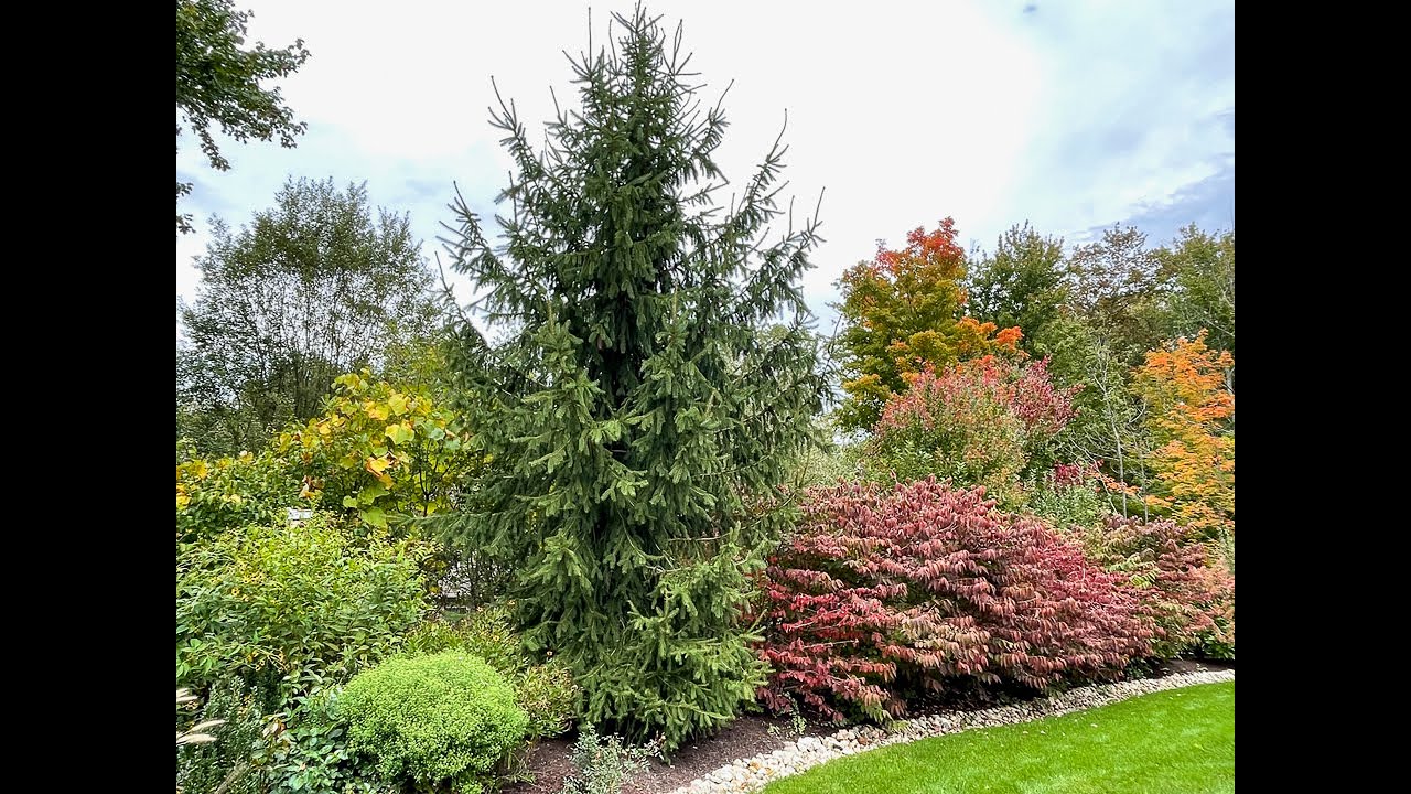 Why your garden needs Winter Interest and how to plan for it!