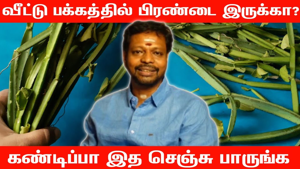 📿 மாயன் செந்தில் - பிரண்டையின் மருந்து ரகசியங்கள் | Pirandai Maruthuvam & Magathuvam 