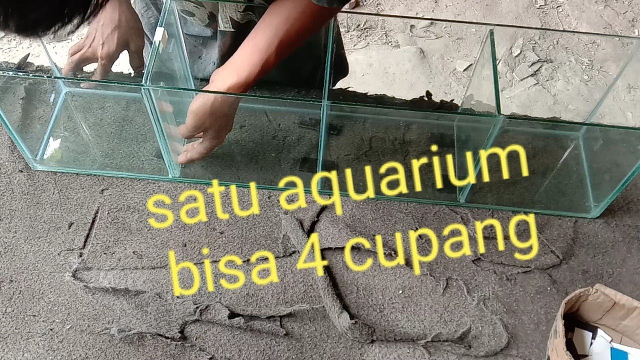 Cara membuat aquarium cupang 4ruang