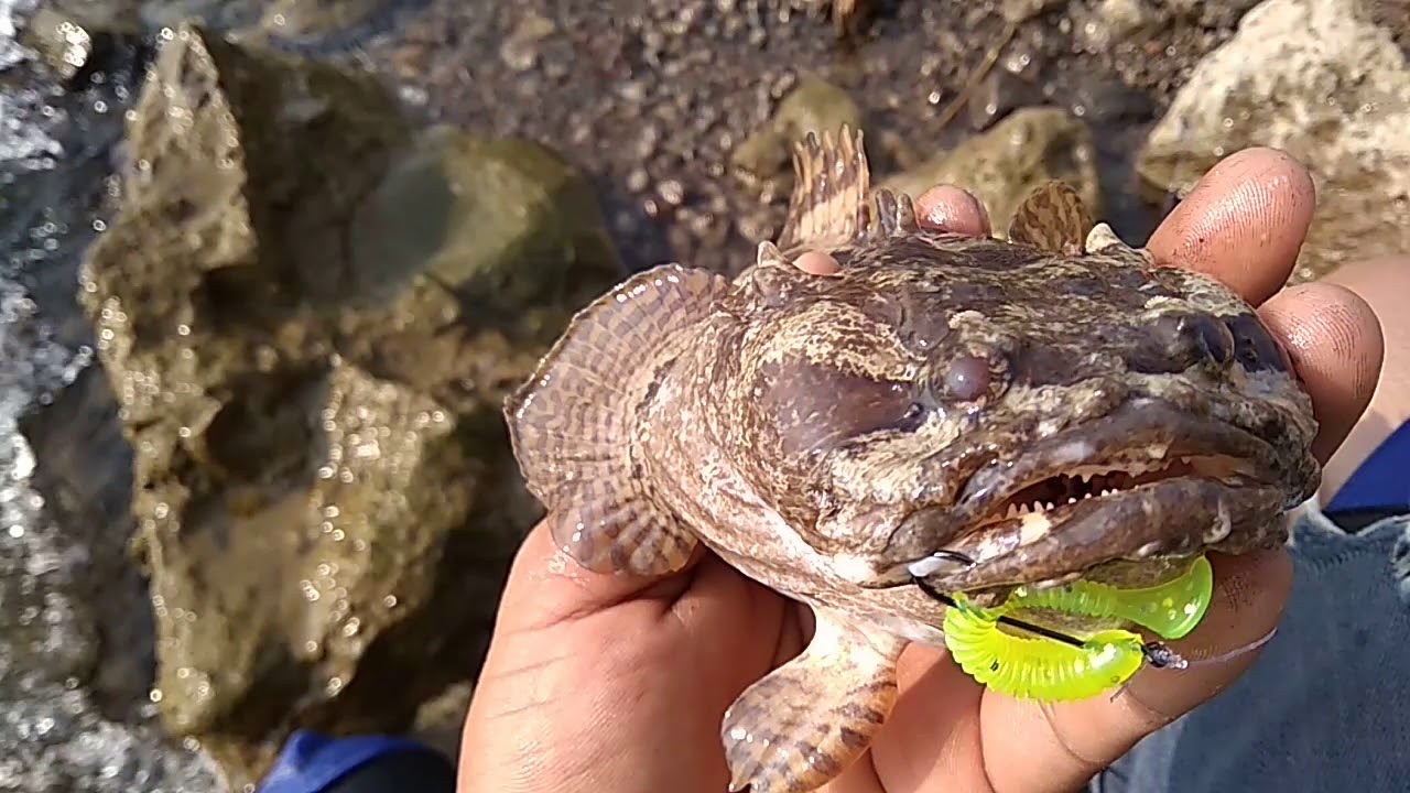 Kerapu Barong/ Sebastiscus Tertius / Sea Perch / Kasago