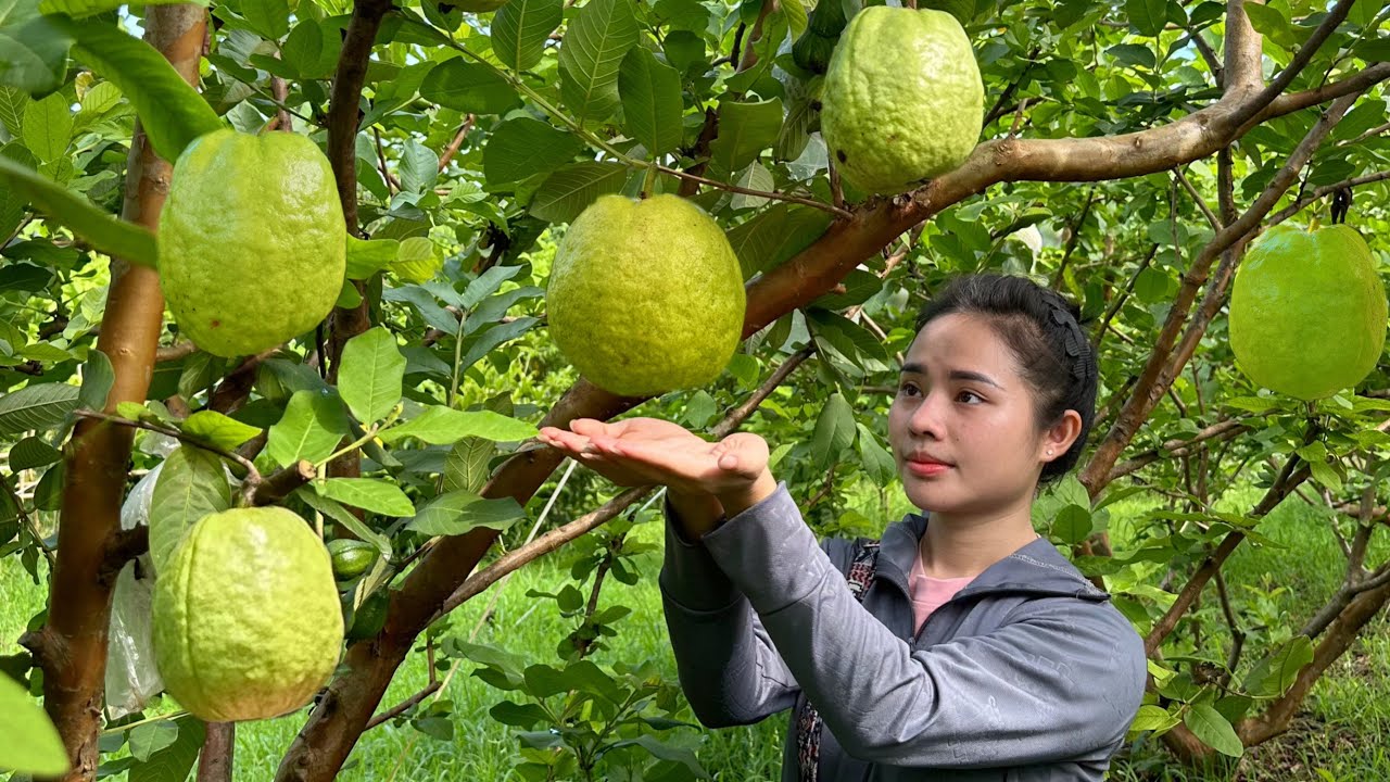 Harvest large guavas and bamboo shoots to sell at the market to earn money to prepare for school