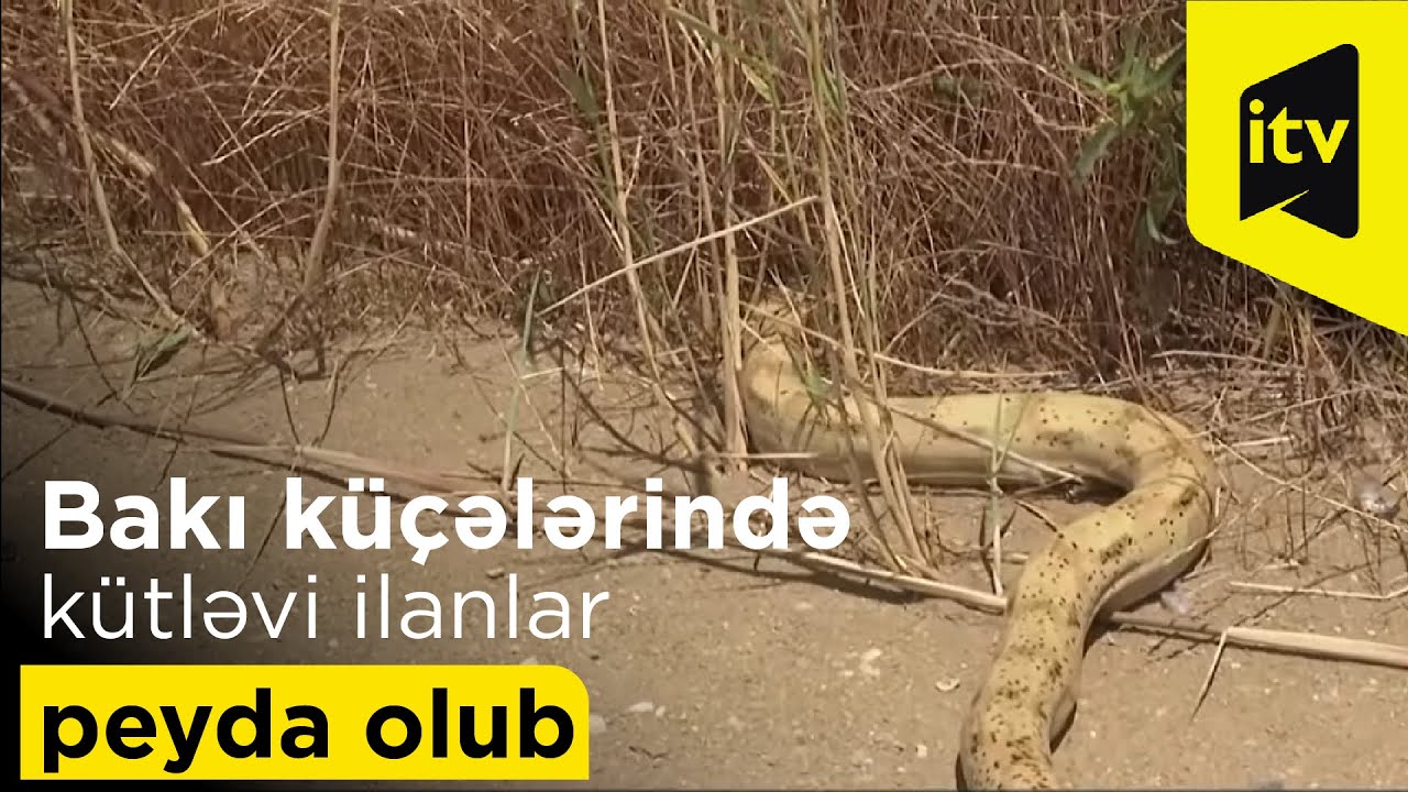 Bakı küçələrində kütləvi ilanlar peyda olub