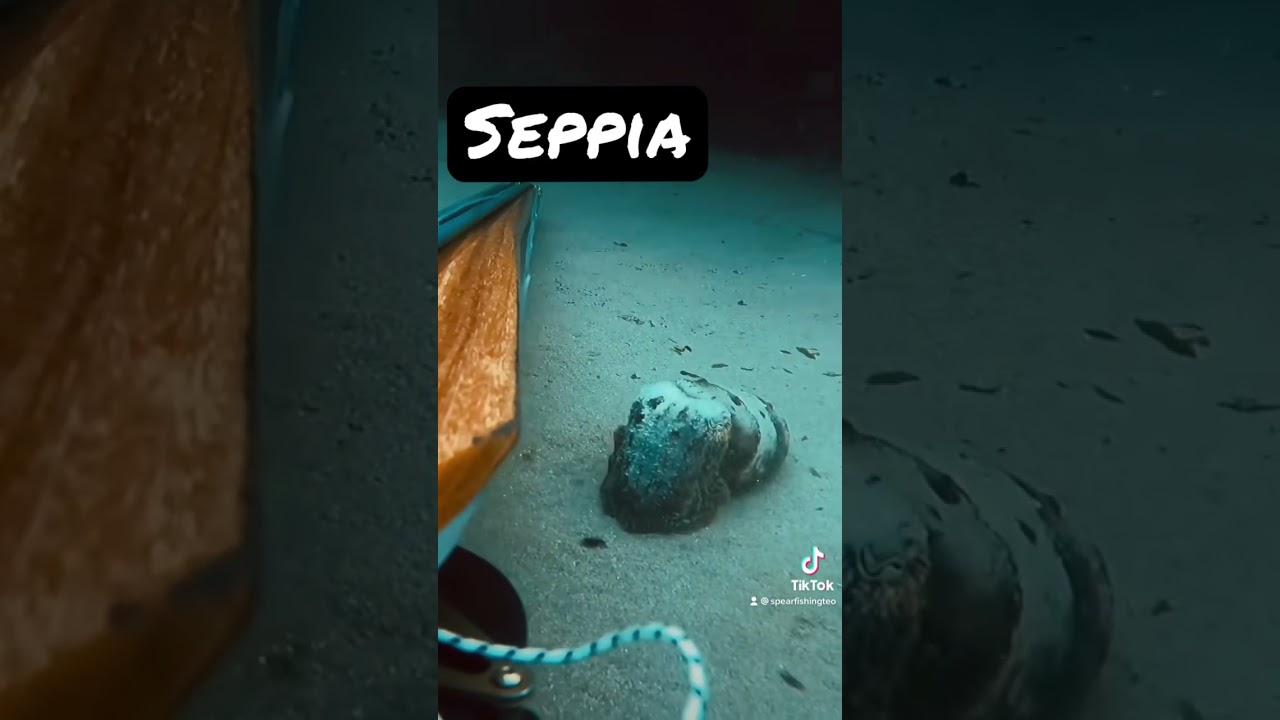 SEPPIA 🌊🔱 #spearfishing #pescasub #pescasubmarina #seppia