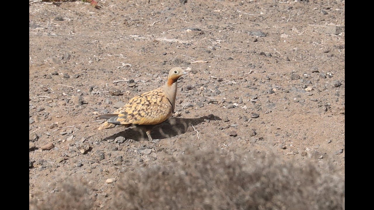 Black-bellied Sandgrouse, La Pared, Fuerteventura, Canary Islands, Spain, 9/8/21