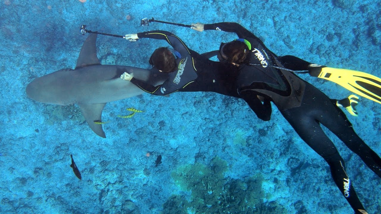 Lo que querías saber sobre biología marina 🌊
