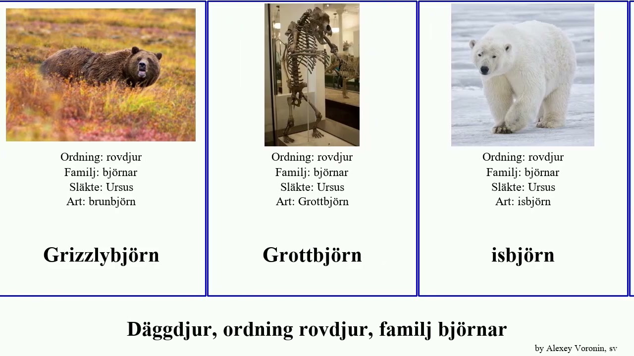 D&auml;ggdjur, ordning rovdjur, familj bj&ouml;rnar mammal arctos brunbj&ouml;rn Ursus Migration Ursidae Society