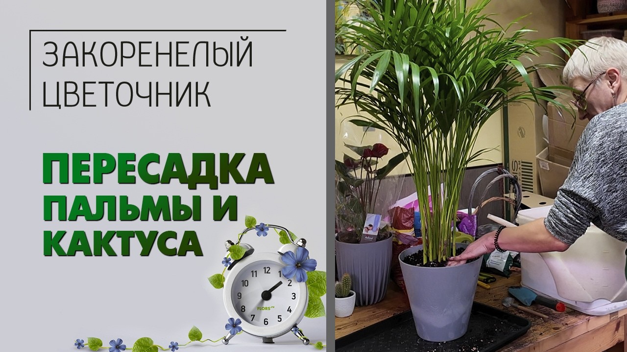 Как быстро пересадить пальму и кактус . Пересадка комнатных растений в цветочном магазине.