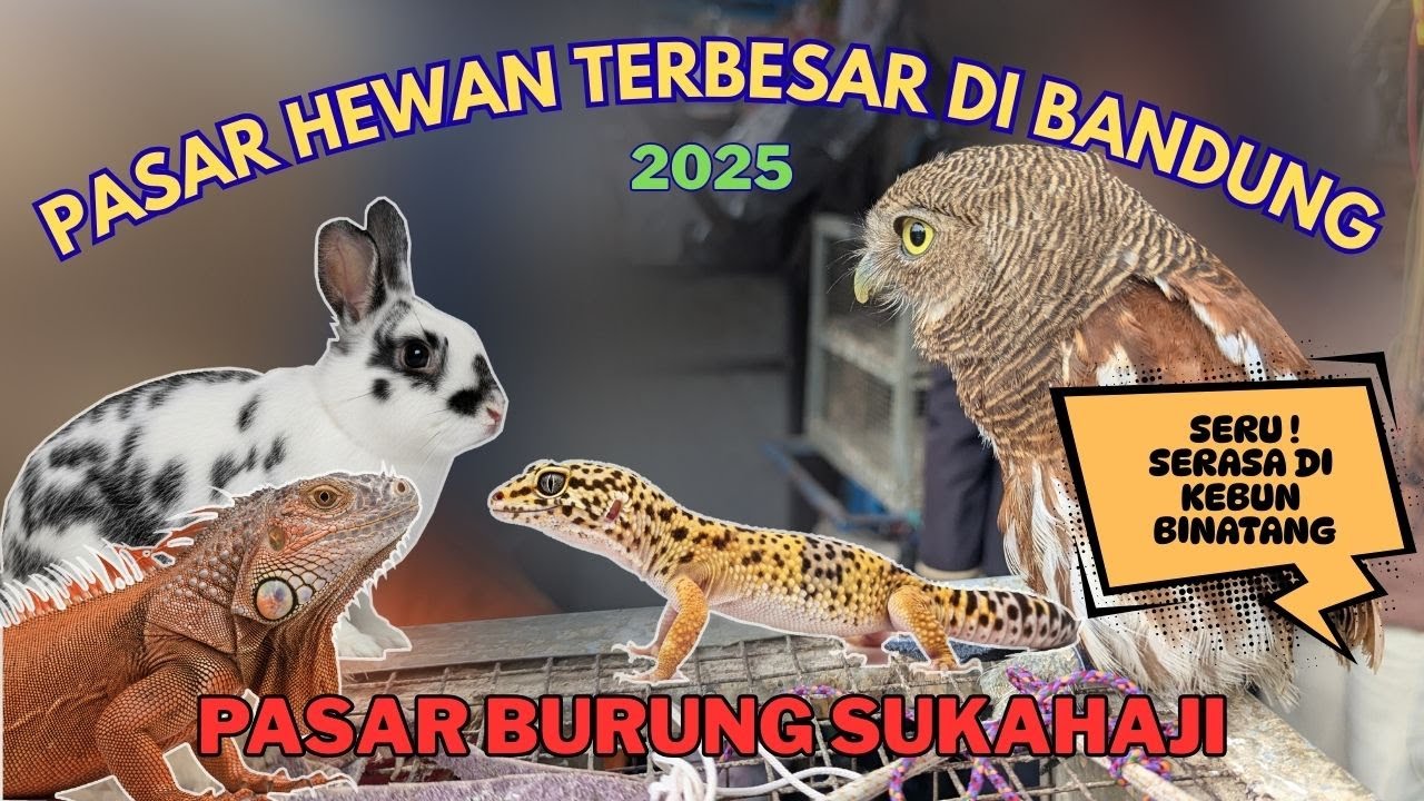 Viesata Ke Pasar Burung Terbesar Se-Kota Bandung