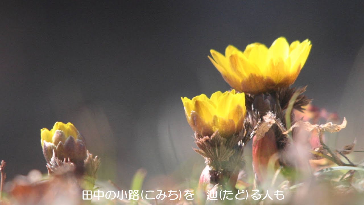～朧月夜～ 白鳥英美子