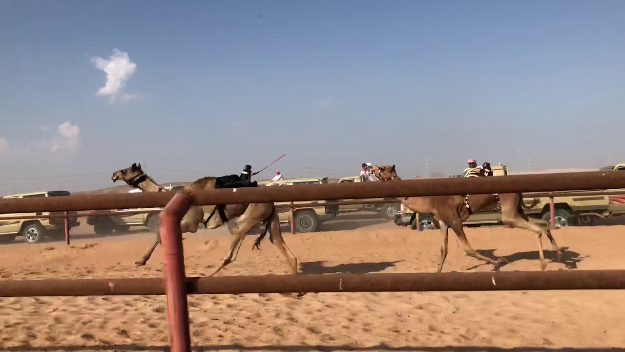 الذيبه احمد سليمان المسعودي