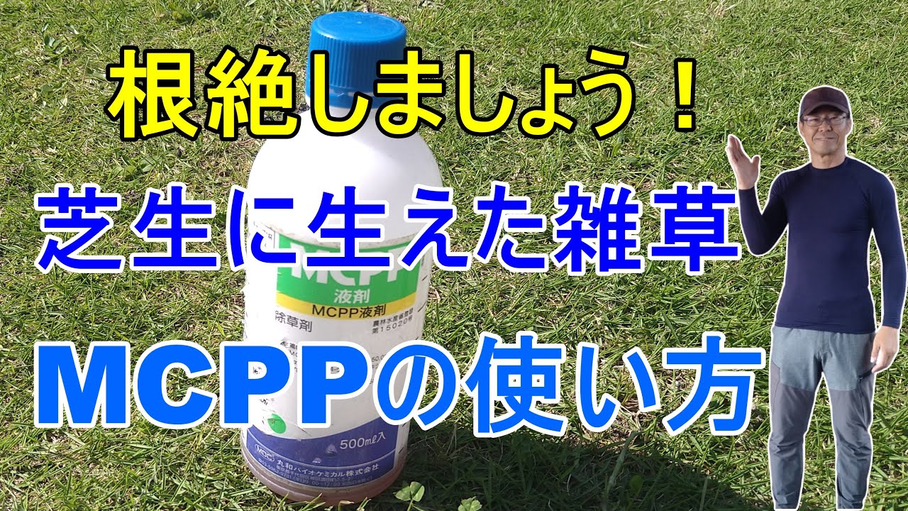 [ガーデニング] 芝生に生えた雑草の根絶方法「プロガーデナーも実践する芝生に生えたクローバーの根絶方法」