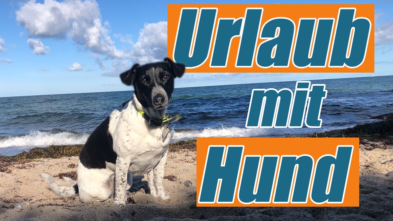 Urlaub mit Hund - was du beachten solltest. Hundetrainer Steve Kaye