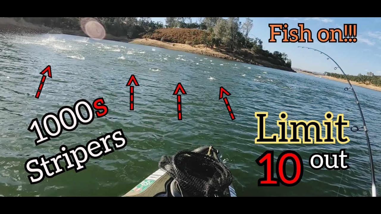 New Hogan Lake Mega Striper Boils