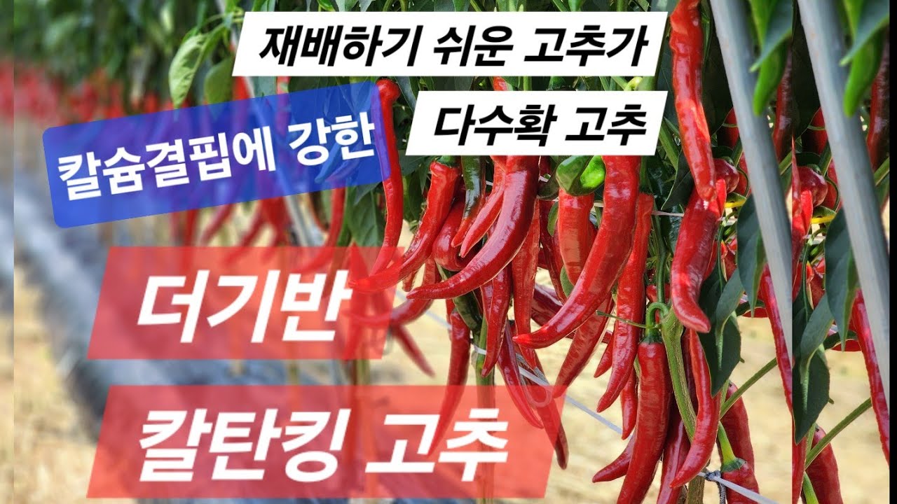 더기반 칼탄킹 고추 품종 소개(2024년 8월 1일)