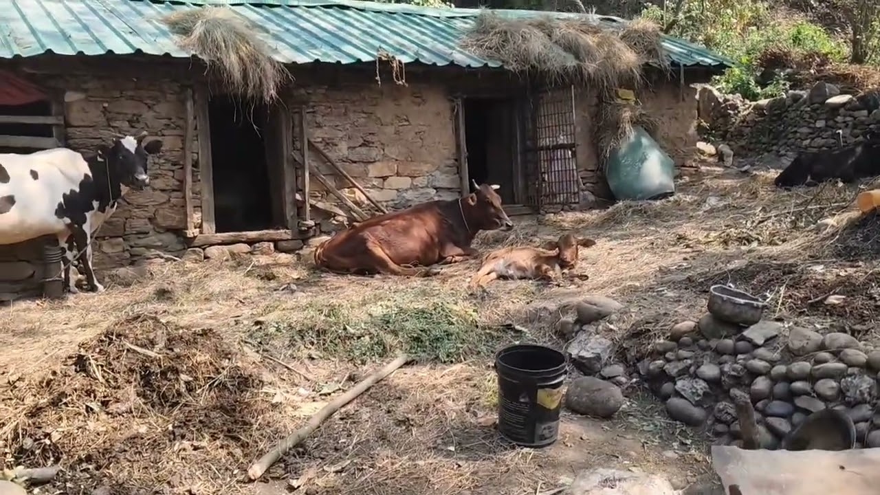 आज पहला दिन आम के पौधे को जानवरों से बचाव के लिए सुरक्षाघेरा बनाया #डेलीब्लॉग 