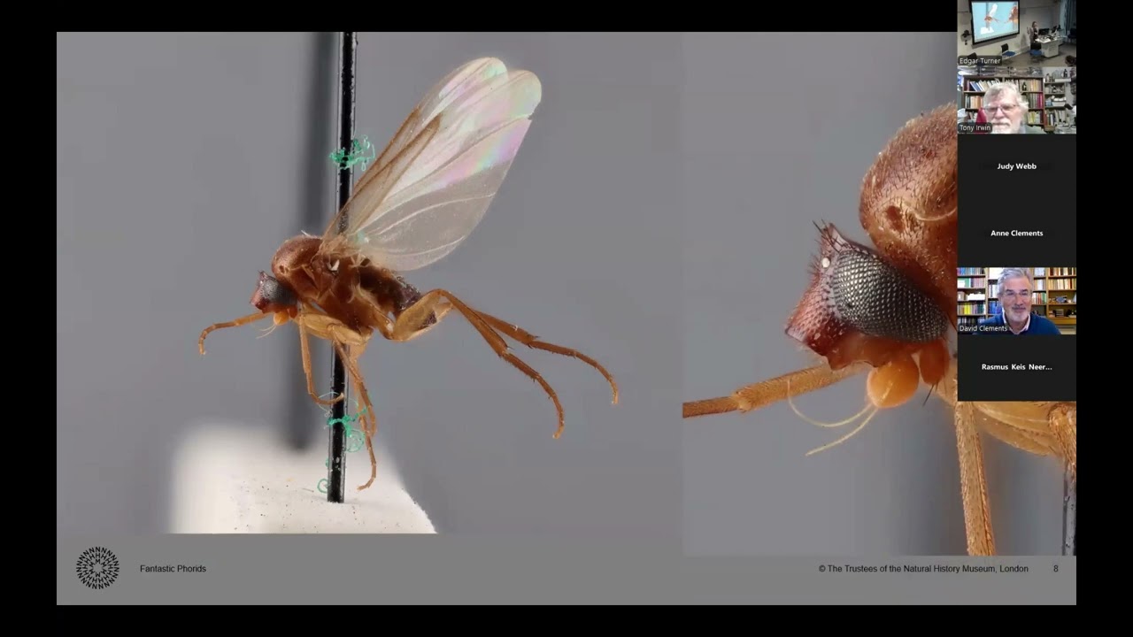 Fantastic Phorids - Olga Sivell