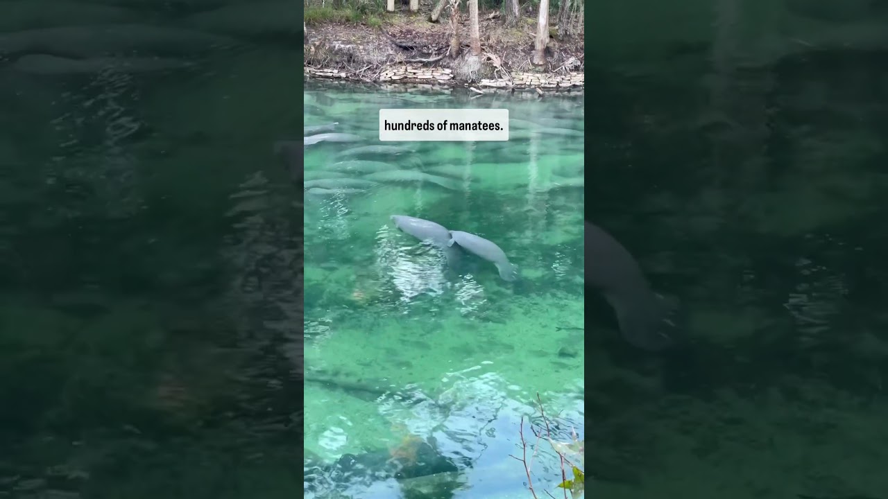 Manatee Sanctuary at Blue Spring State Park is one of our FAVORITE Florida State Parks