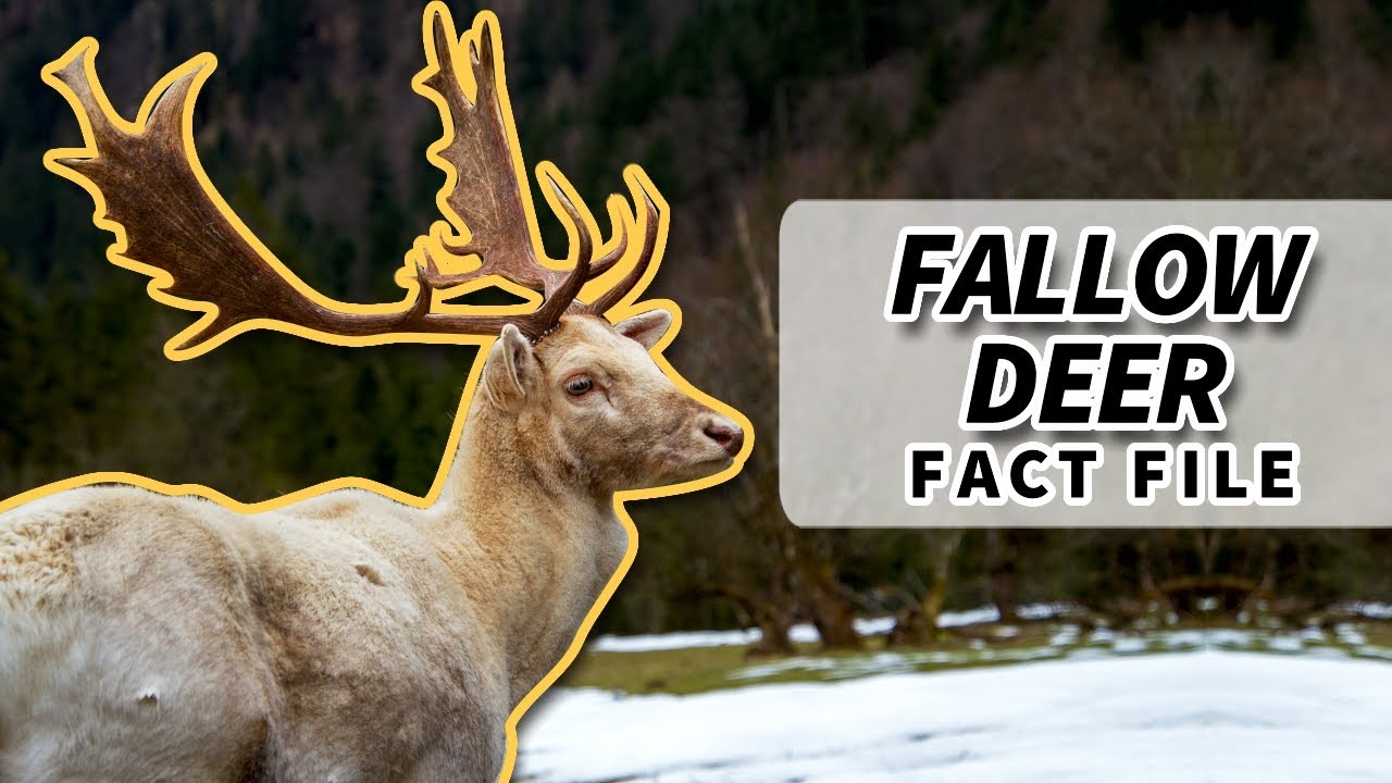 Факты о лани: пятнистый олень 🦌 | Архив фактов о животных