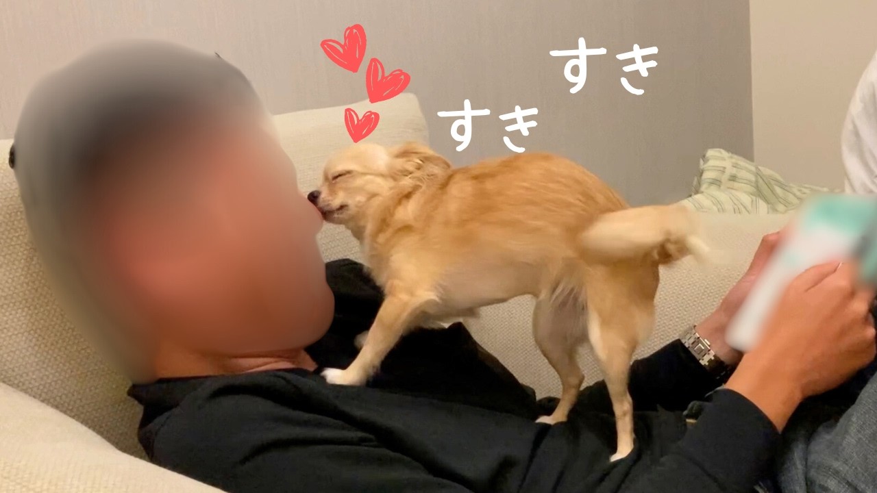 パパのことが好きすぎて愛を止められないチワワ