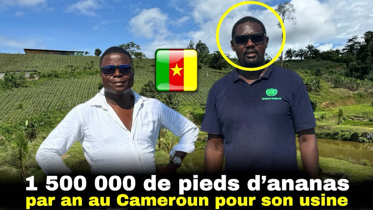 Au Cameroun il produit 1,5 millions d’ananas par an pour son usine de jus!