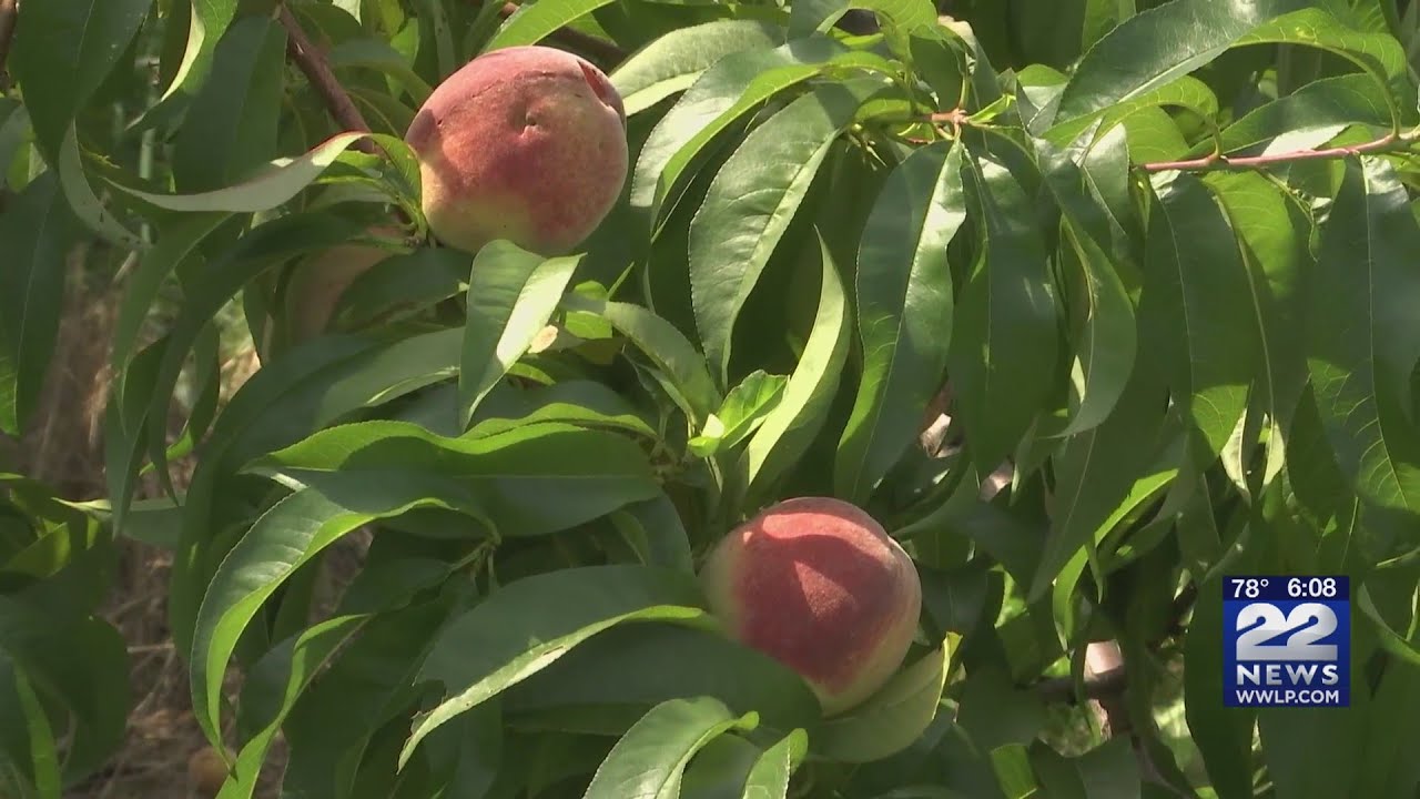 Peach and apple trees benefit from July's rainfall
