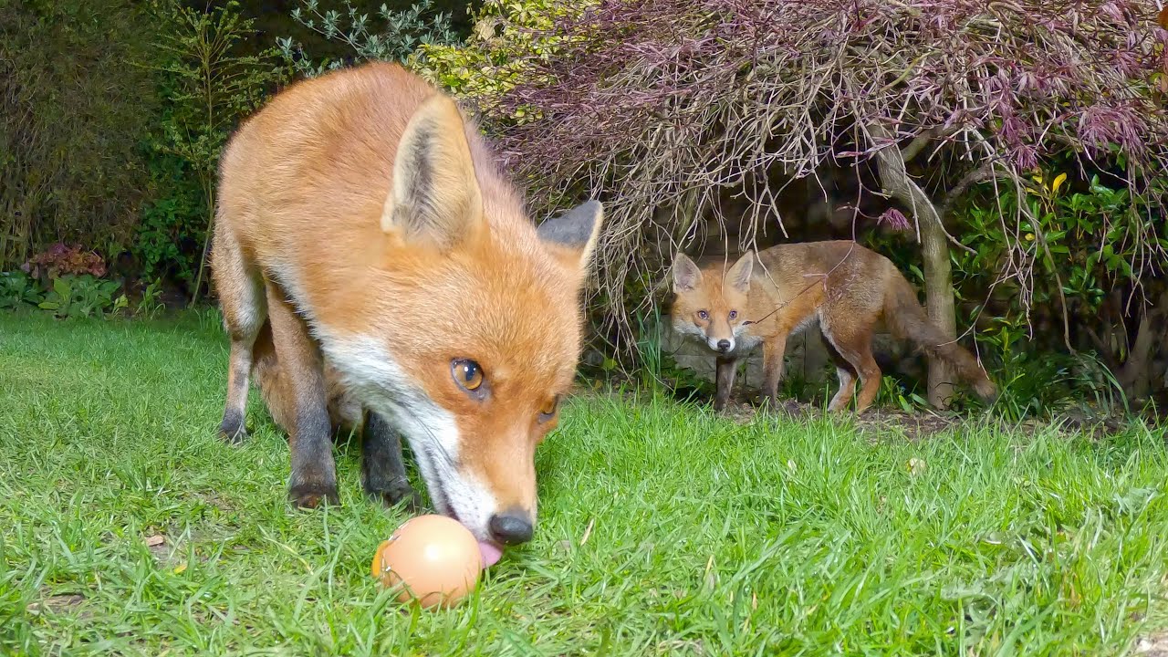 Wild Urban Fox likes raw eggs - UHD 4K