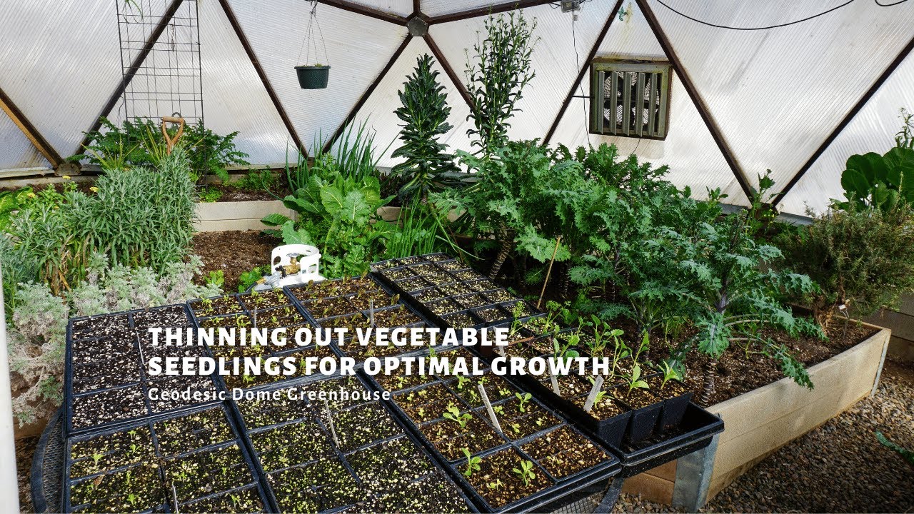 How to Thin Seedlings for Optimal Growth