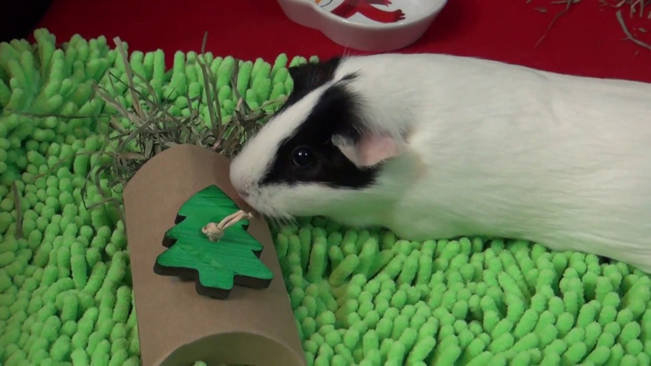 SqueakOfTheWheek Guinea Pig Christmas and Winter Cage Tours 2017