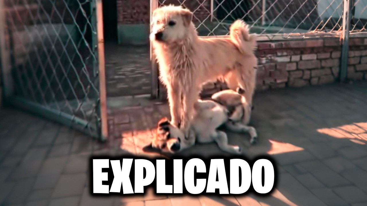 King Charles, o C&atilde;o com Mais AURA do Mundo