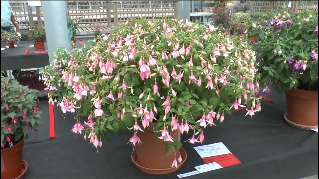 The British Fuchsia Society National Eastern show July 2024