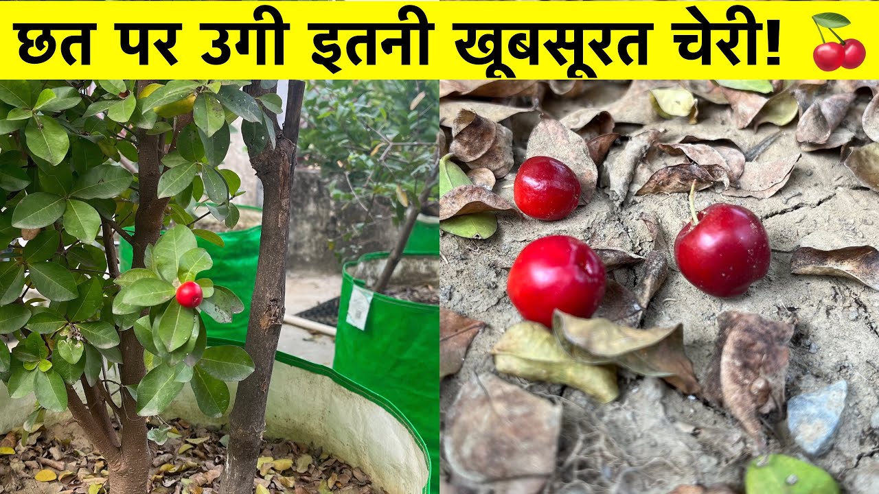 Cherry Fruit Harvesting from Terrace Garden | How to Grow Cherry Plant at Home