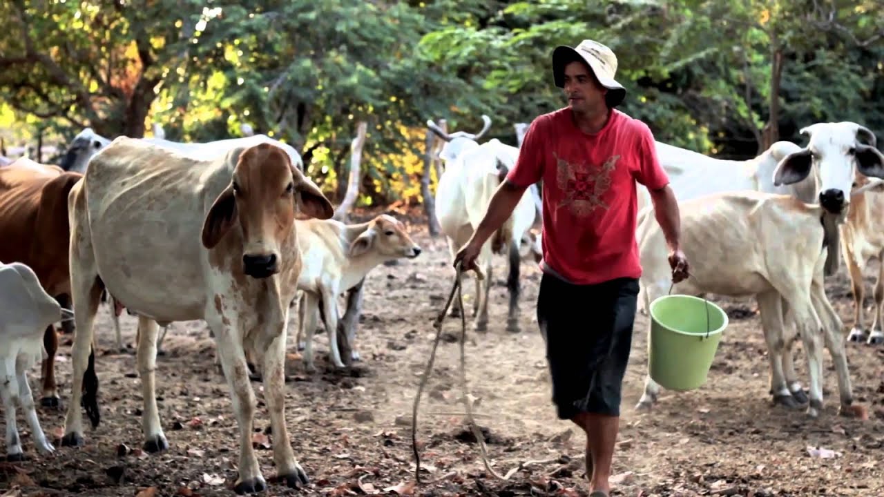 QUESO LLANERO DOCUMENTAL