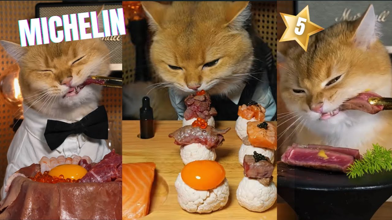 ASMR Mukbang | Cat Eating Temari Sushi and Beef Steak