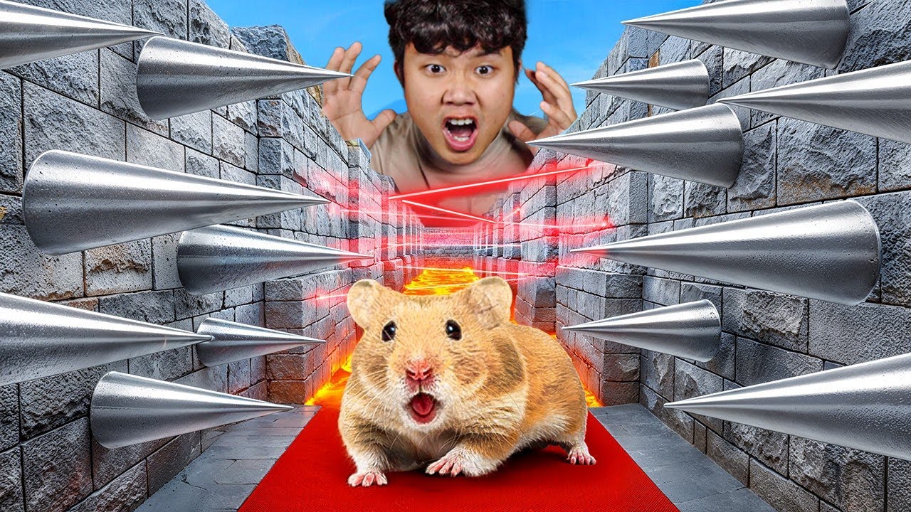Tôi Thử Thách Độ THÔNG MNH của Chuột HAMSTER