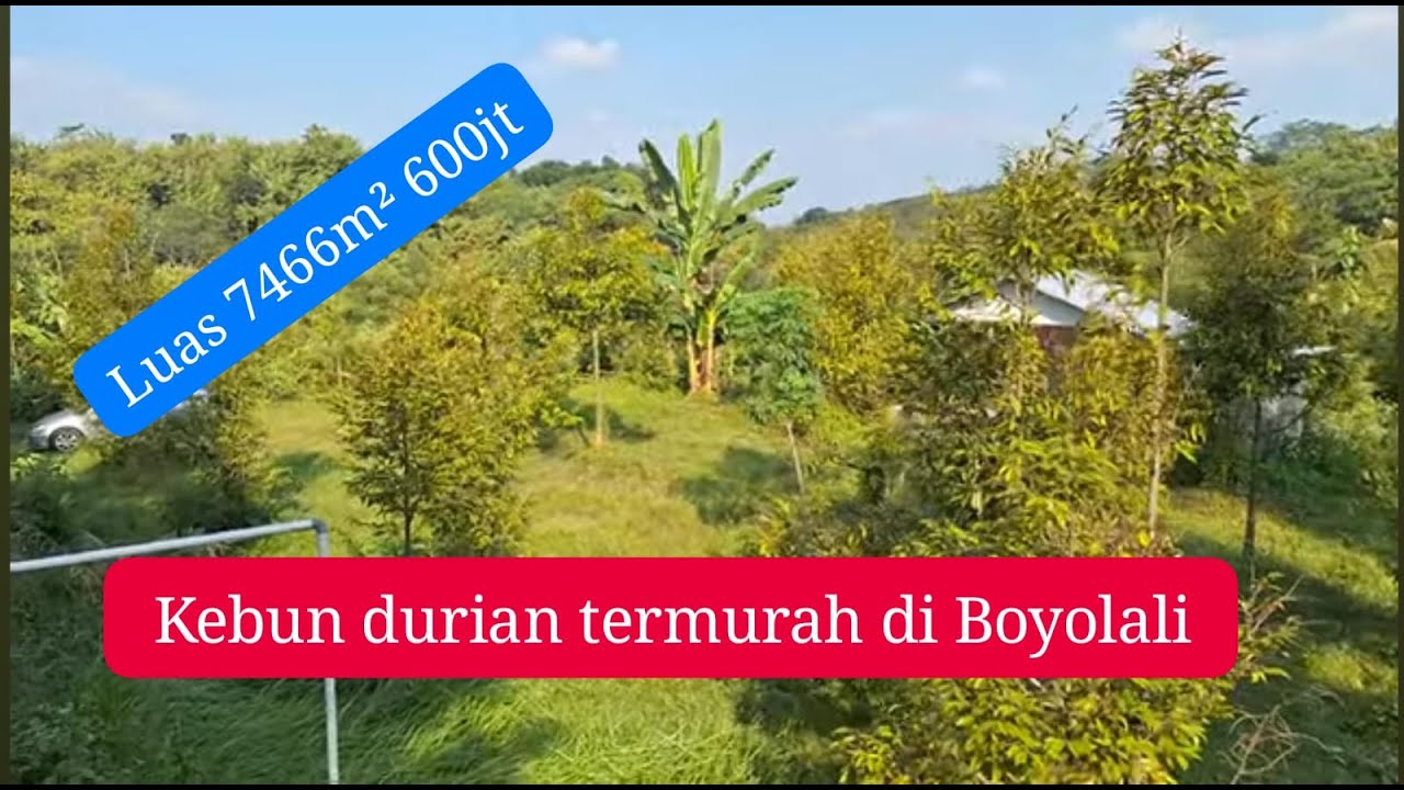 TERJUAL. Kebun durian SHM luas 7.466 m² harga 600jt. ada sekitar 200 pohon durian dan alpokat