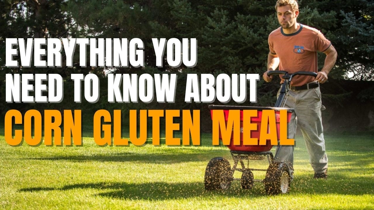 Does Corn Gluten Meal Actually Stop Weeds - 5 Reasons You May Not Be Achieving Results