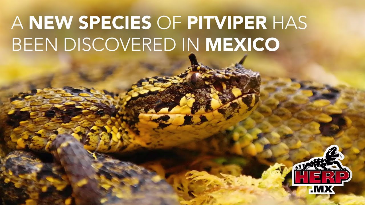 NEW SPECIES of Pitviper from Mexico