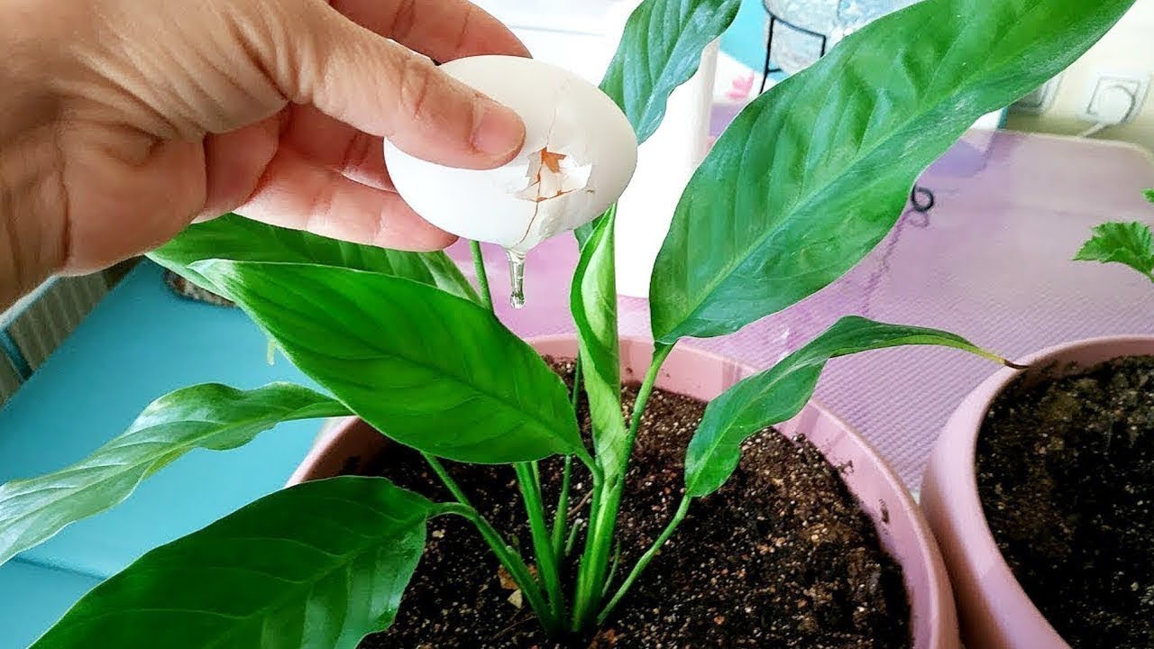 Barış çiçeği çiçek AÇMIYORSA 🤔 yaprakları kuruyorsa 🤔 HEMEN bu kürü deneyin 💯 çözüm 💯