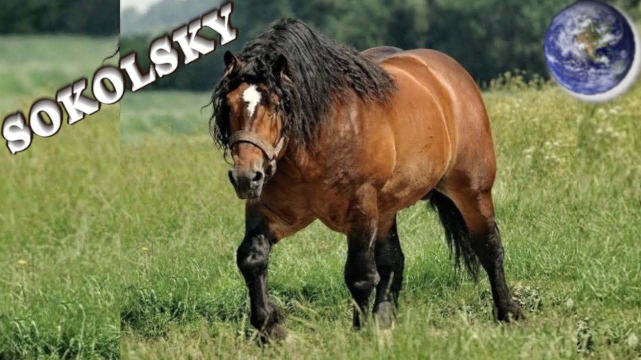 TOP Beautiful Sokolsky Horse in the World!