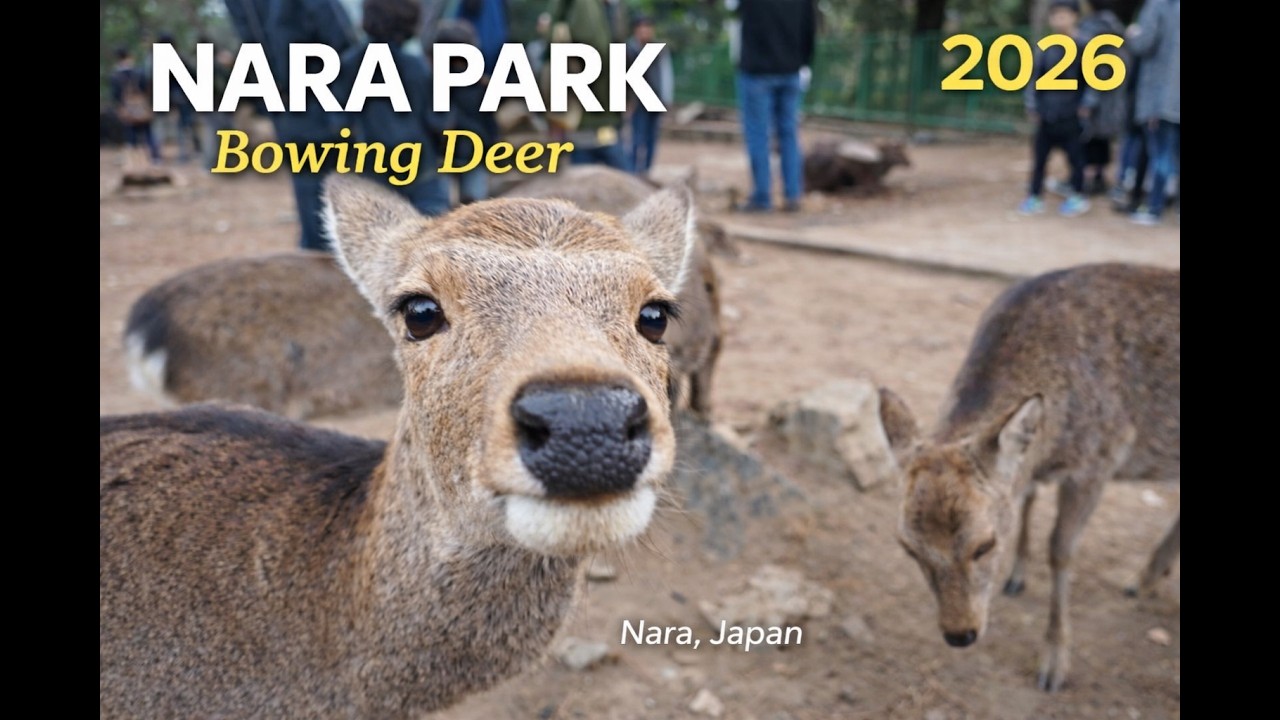 Nara Park: Japan’s Famous Bowing Deer 2026
